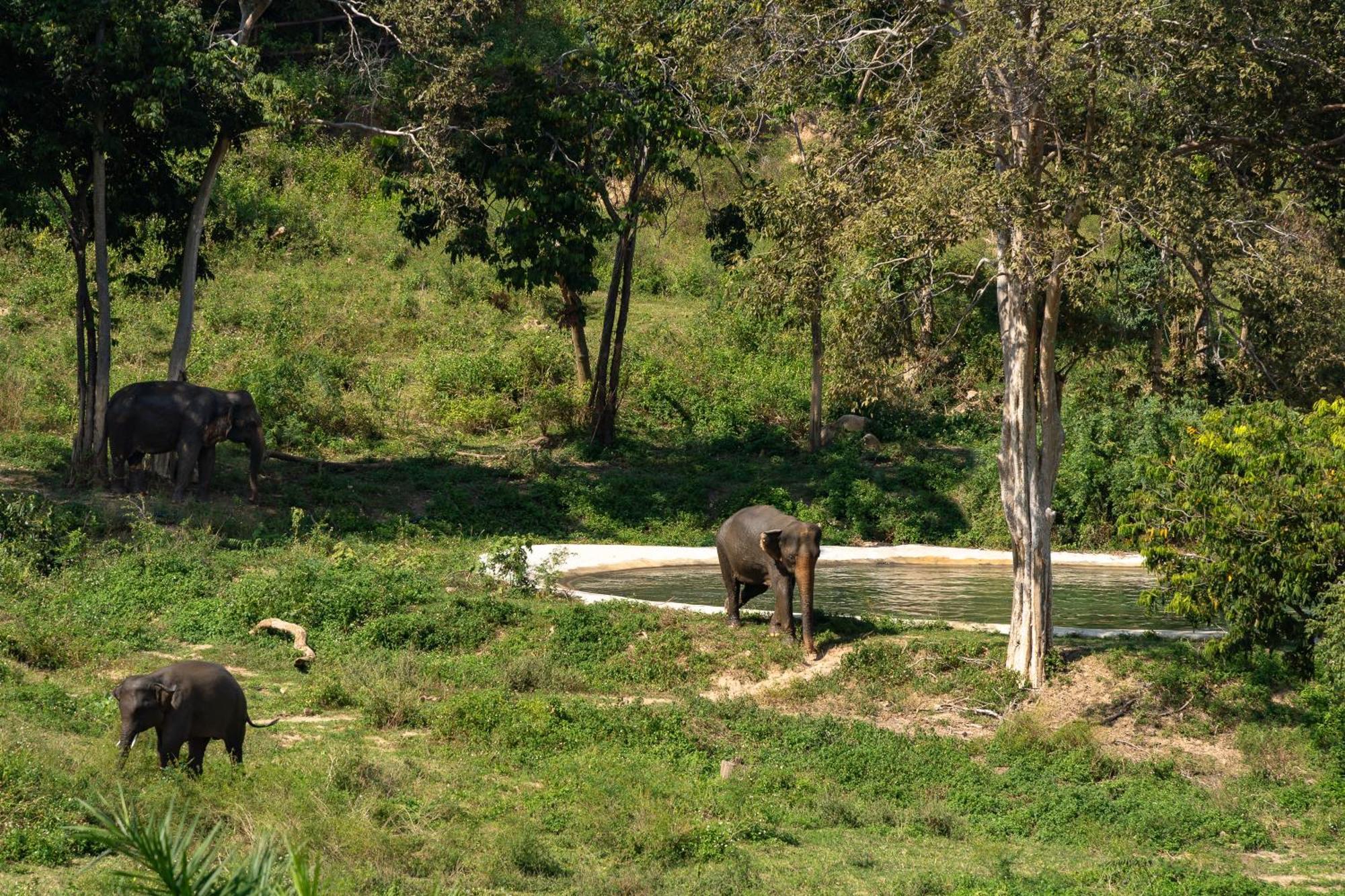 Wild Cottages Elephant Sanctuary Resort Amphoe Koksamui Exterior foto