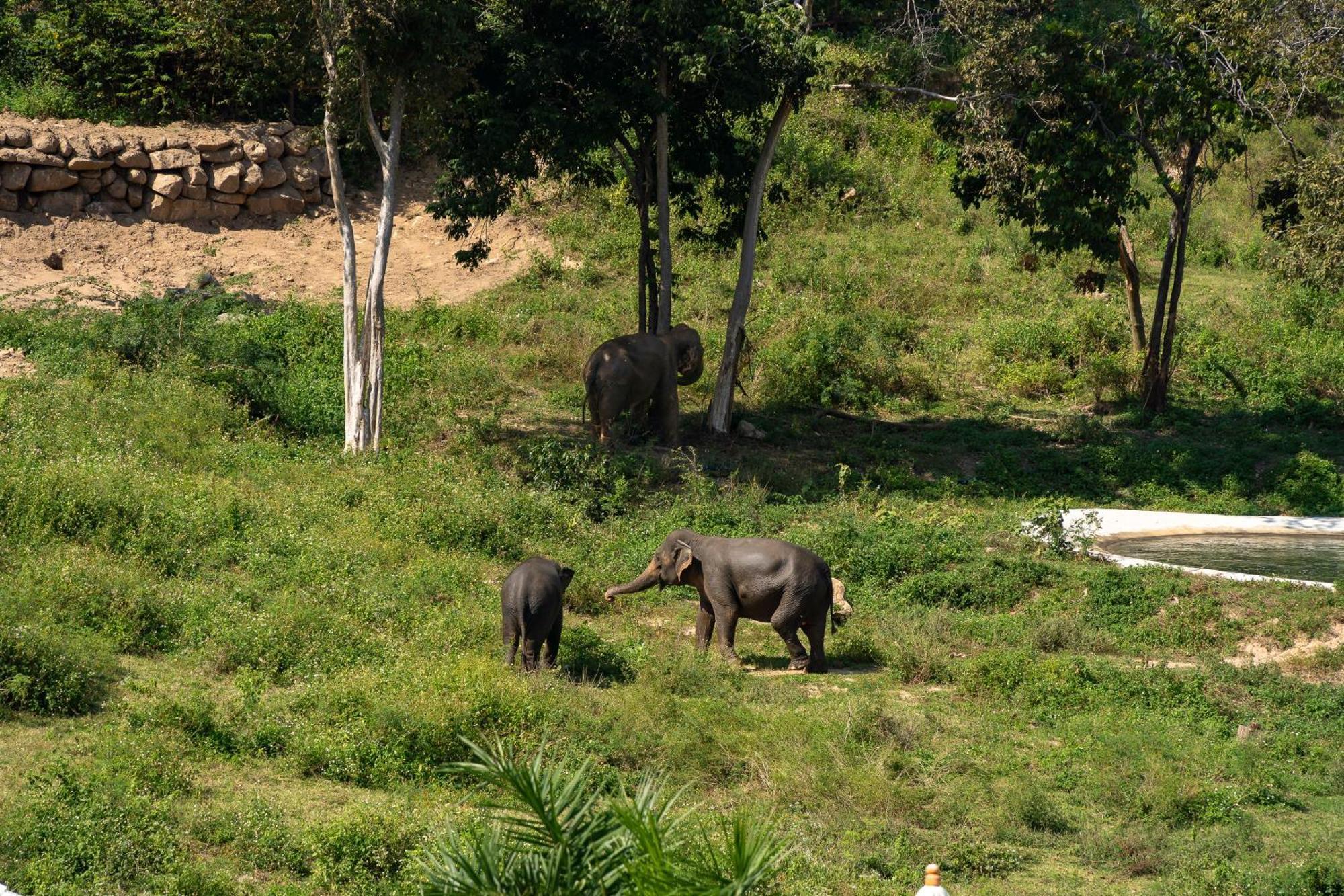 Wild Cottages Elephant Sanctuary Resort Amphoe Koksamui Exterior foto
