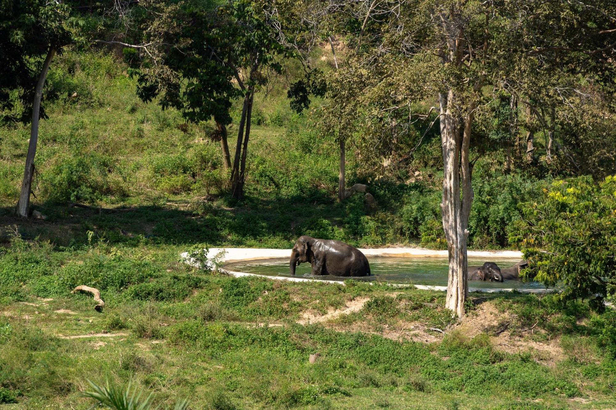 Wild Cottages Elephant Sanctuary Resort Amphoe Koksamui Exterior foto